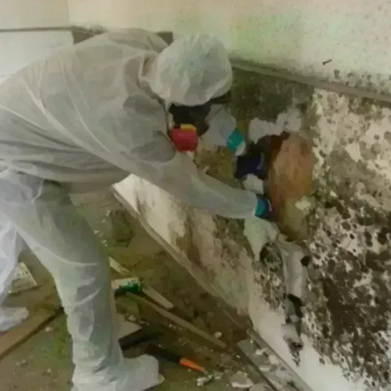 Mold Remediation and Removal in Mount Pleasant, UT